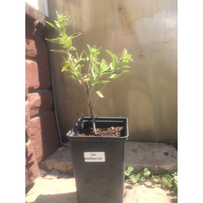 Саженец голубики