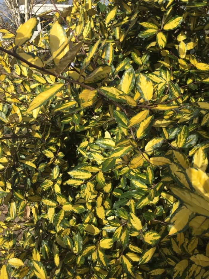 Бересклет форчуна sunspot