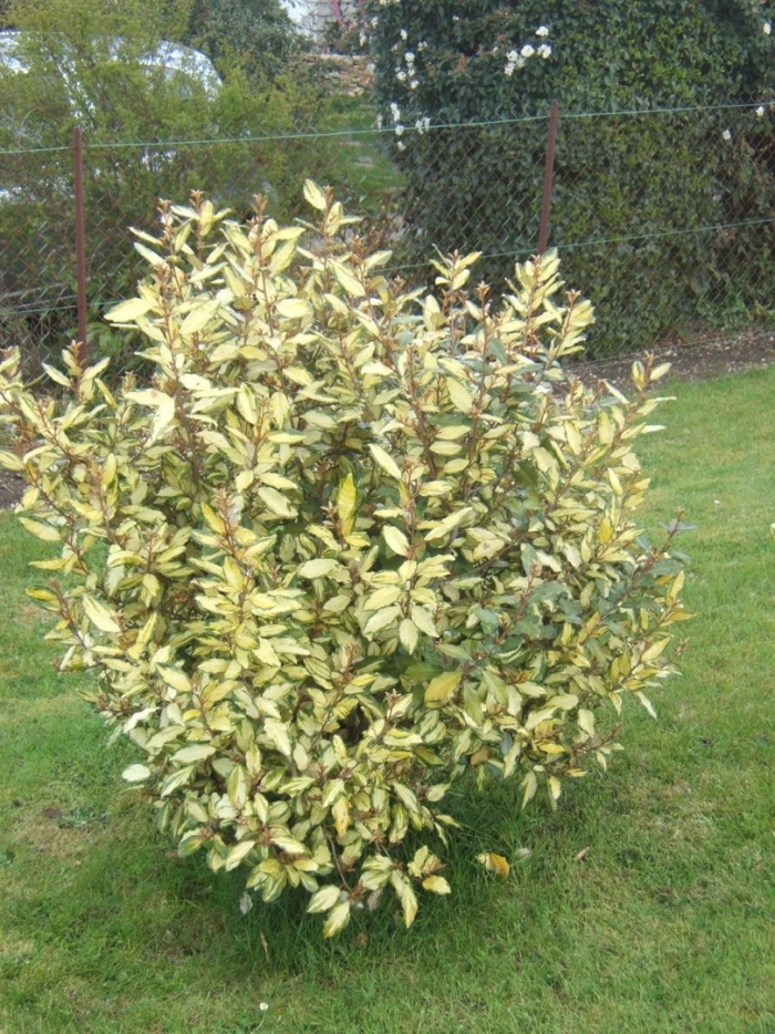 Лох эббинга лаймлайт