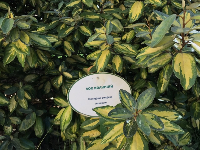 Лох колючий (elaeagnus pungens)