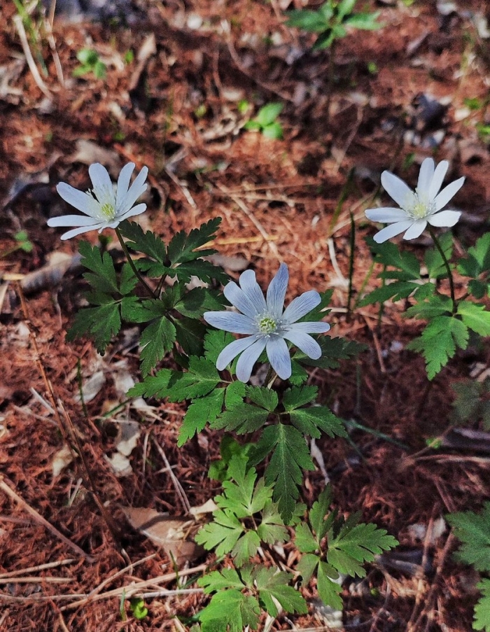 Anemone pseudoaltaica