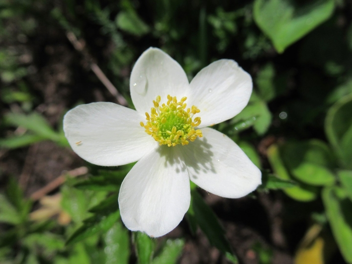 Ветреница отогнутая