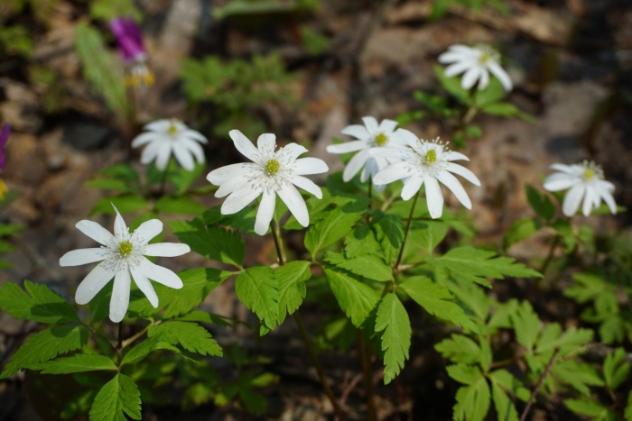 Ветреница дубравная красная книга