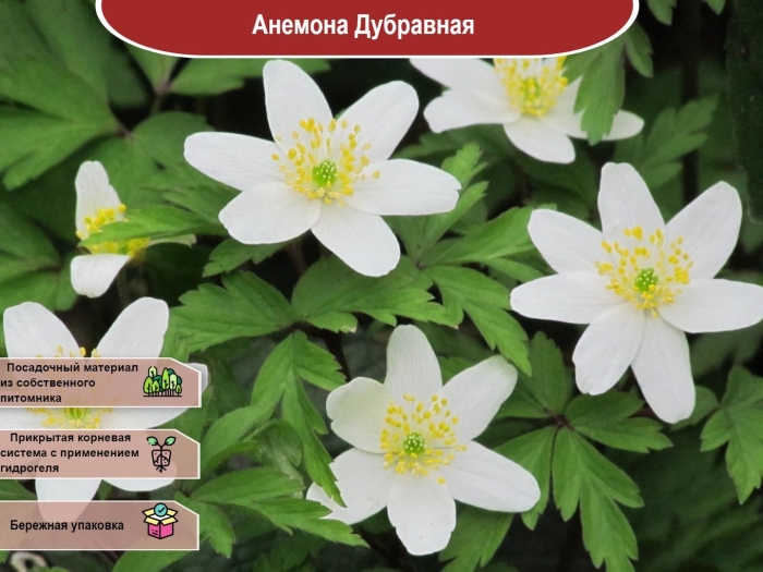 Ветреница дубравная анемона