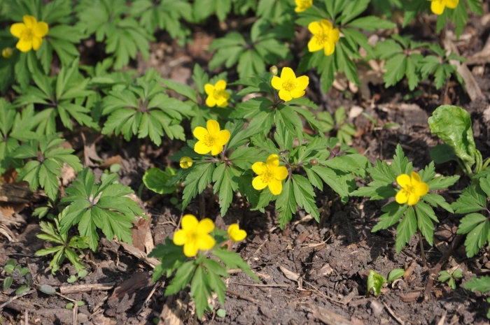 Ветреница лютичная описание