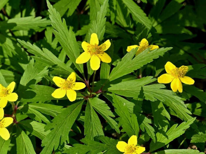 Ветреница лютиковая