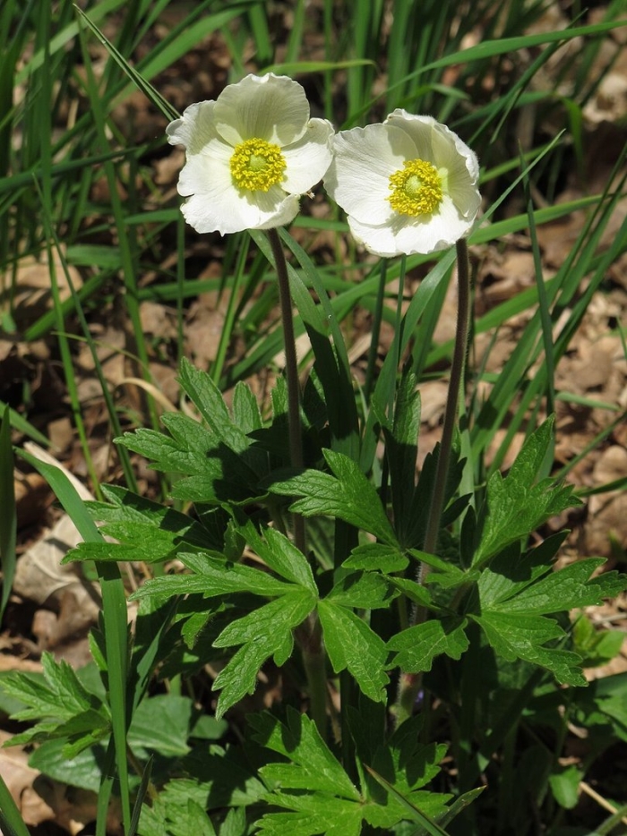Anemone sylvestris