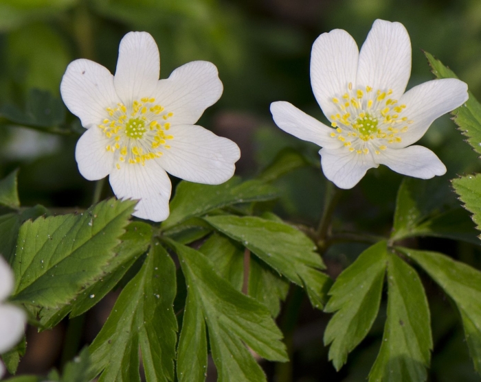 Анемона дубравная вестал