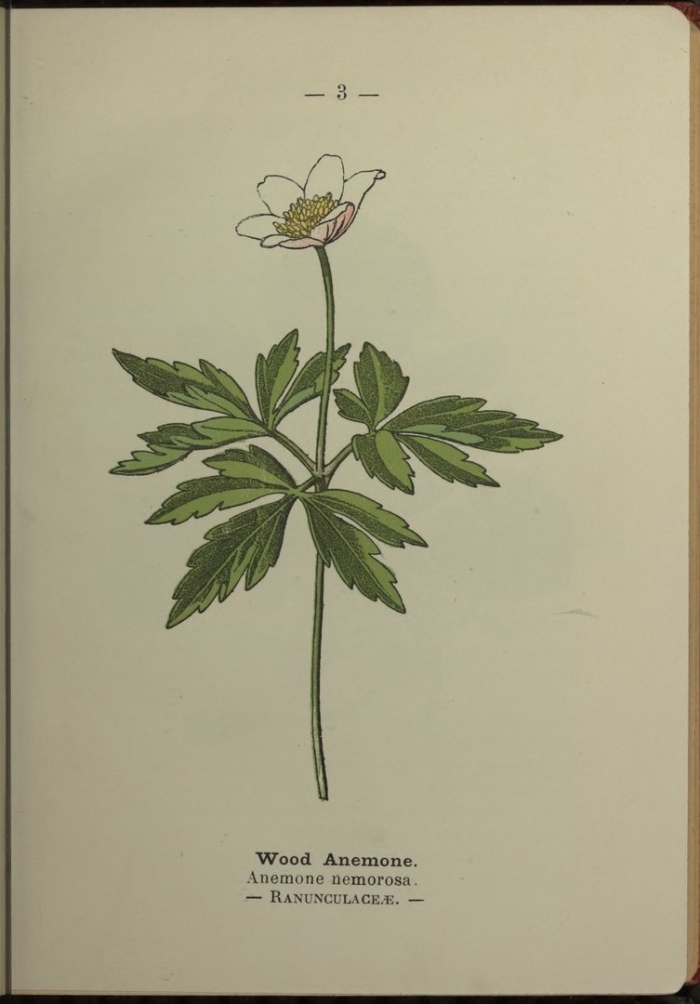 Ветреница лютичная