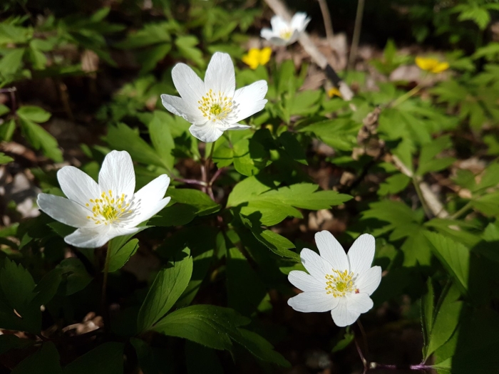 Ветреница лесная (anemóne sylvéstris)