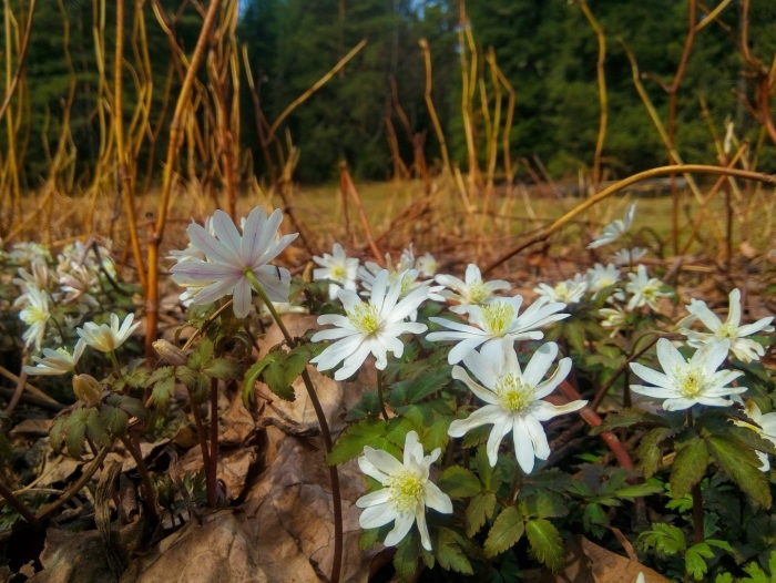 Ветреница алтайская (anemone altaica)
