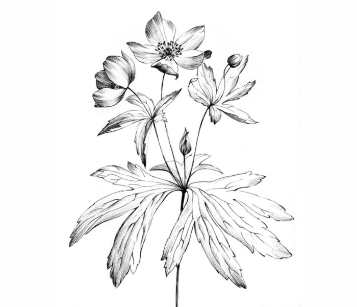 Ветреница дубравная рисунок