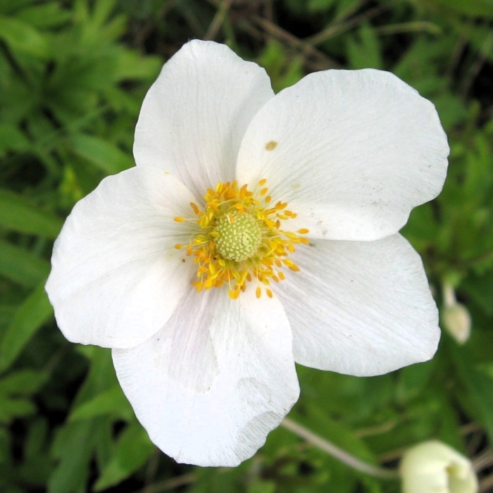 Ветреница лесная anemone sylvestris