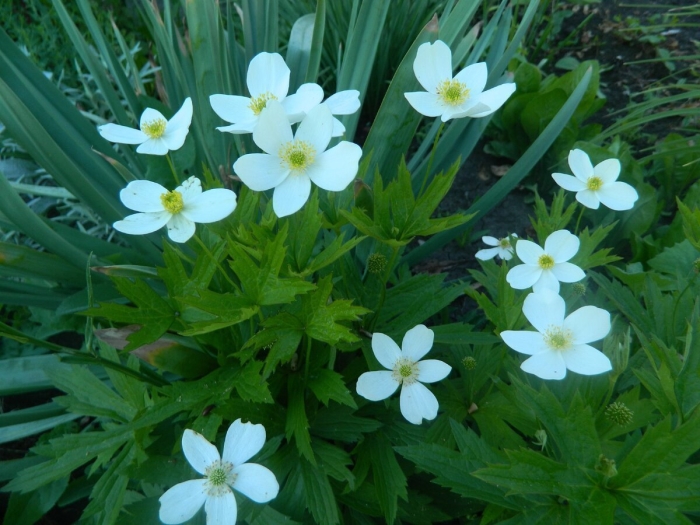 Анемона канадская ветреница