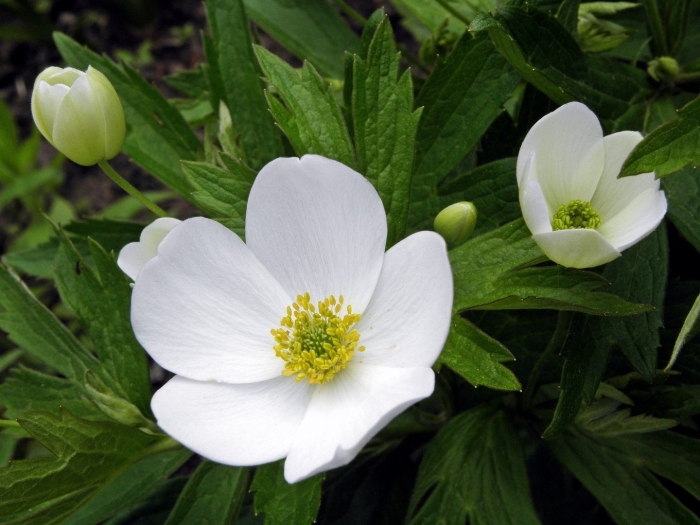 Анемона лесная anemone sylvestris