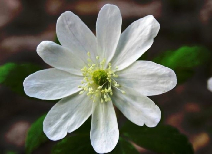 Анемона дубравная