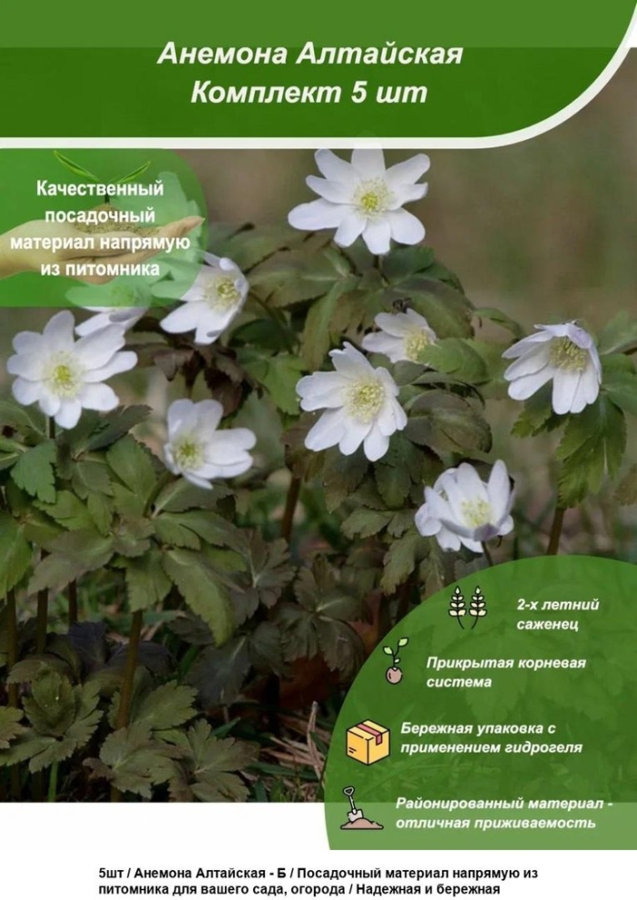 Ветреница байкальская (арсеньевия)