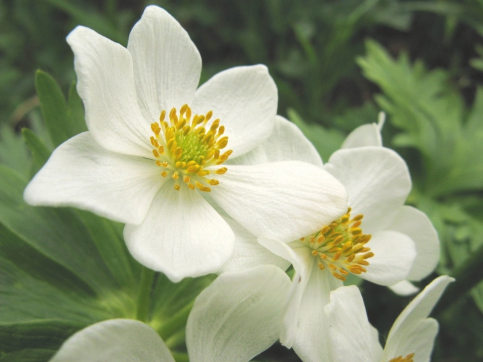 Анемонаструм пермский (ветреница пермская)