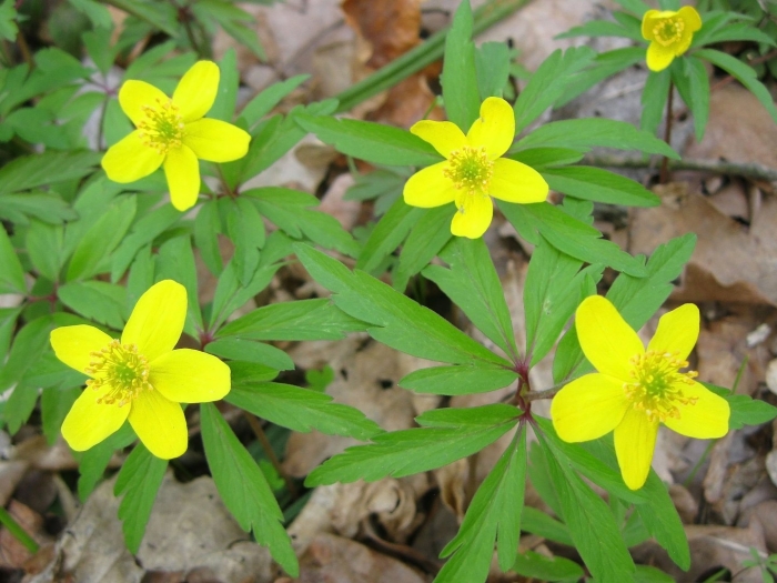 Ветреница лютиковая