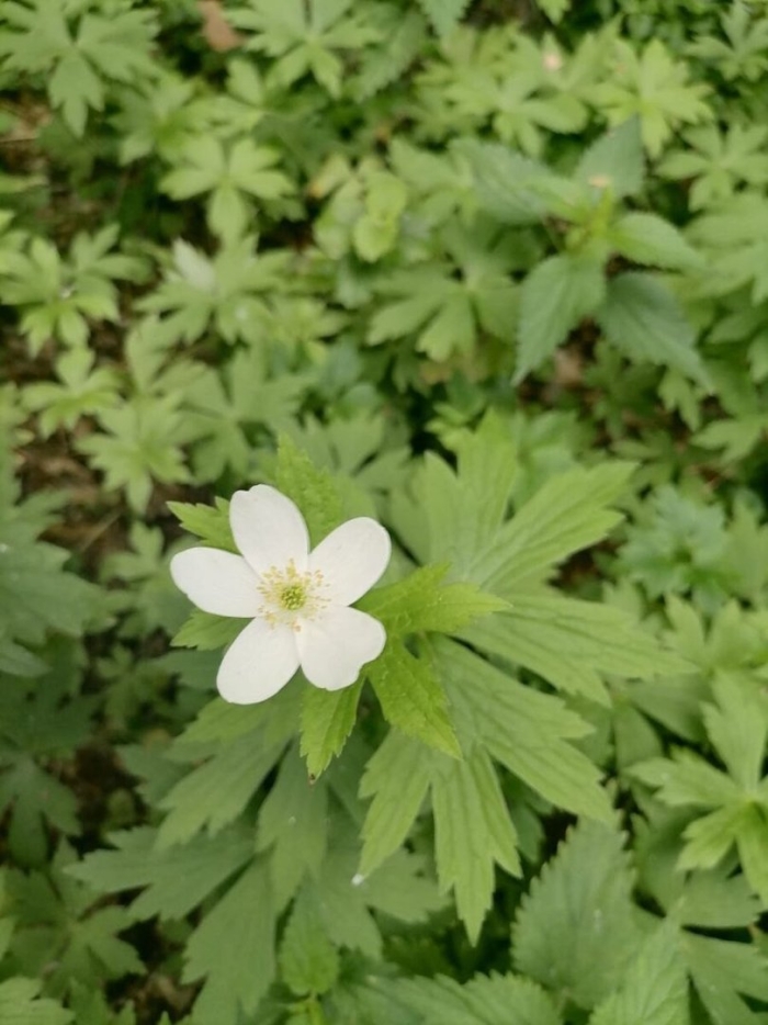 Anemone canadensis