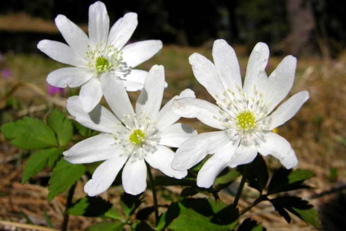 Ветреница алтайская