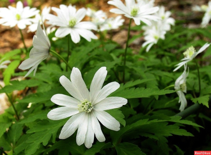 Ветреница анемона