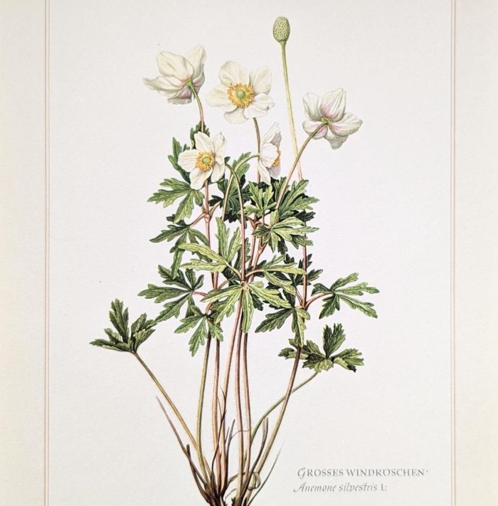 Ветреница дубравная гербарий