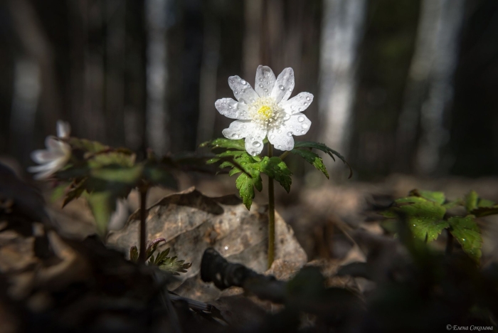 Ветреница дубравная анемоны