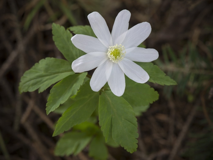 Анемона дубравная (anemone nemorosa)
