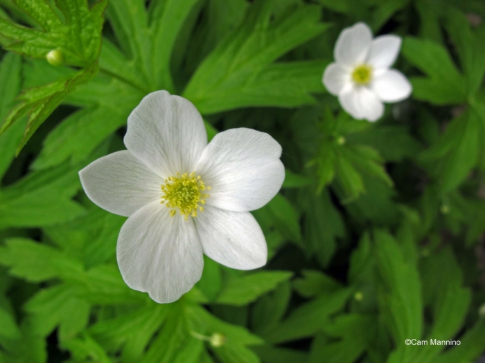 Ветреница почвопокровная цветок