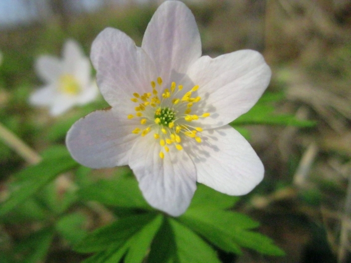 Ветреница дубравная