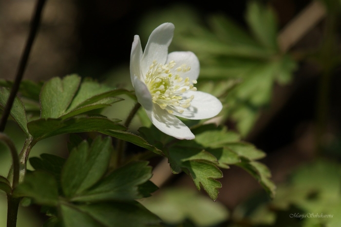 Ветреница лесная anemone sylvestris