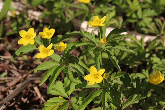 Вереница лютиковидная