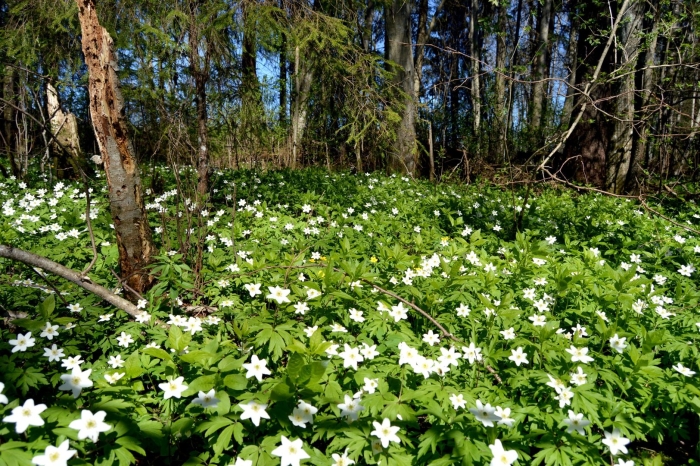 Ветреница дубравная