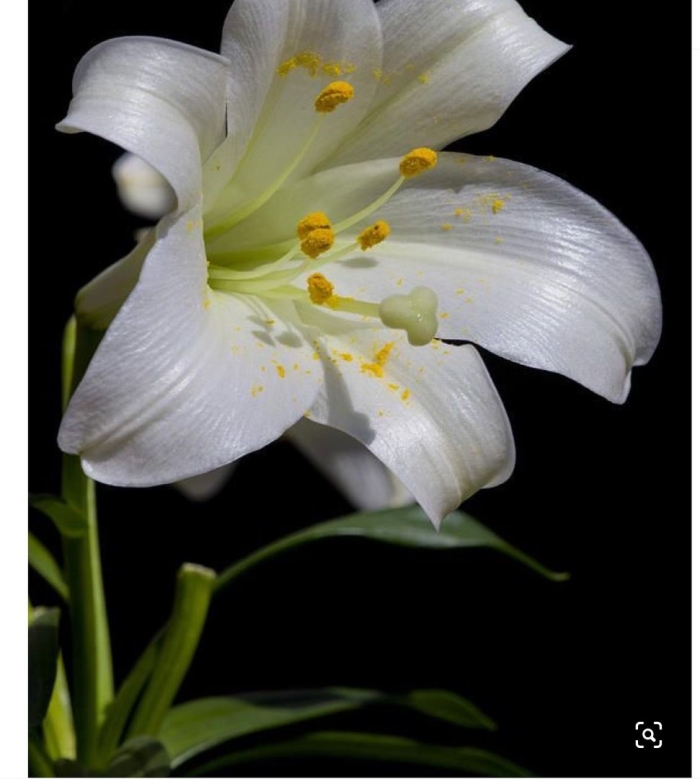 Цветы белые лилии