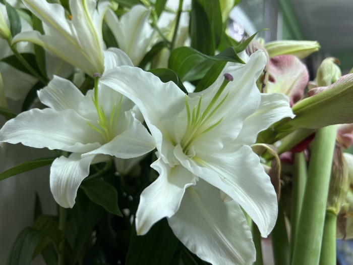 Лилия бело горизонт