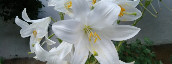 Лилия белоснежная кандидум