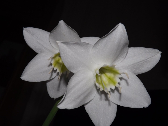 Амазонская лилия эухарис