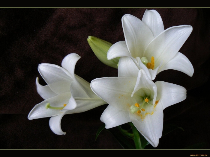 Цветы похожие на маленькие лилии