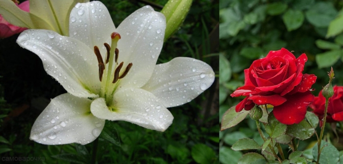 Лилия азиатская навона белая