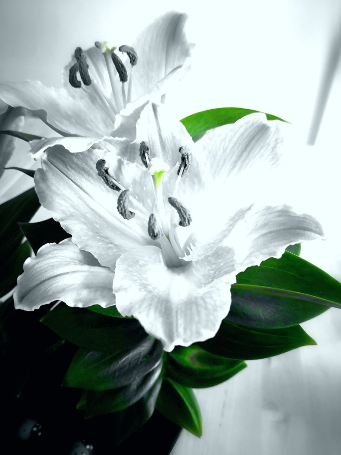 Лилия лилии белгравия