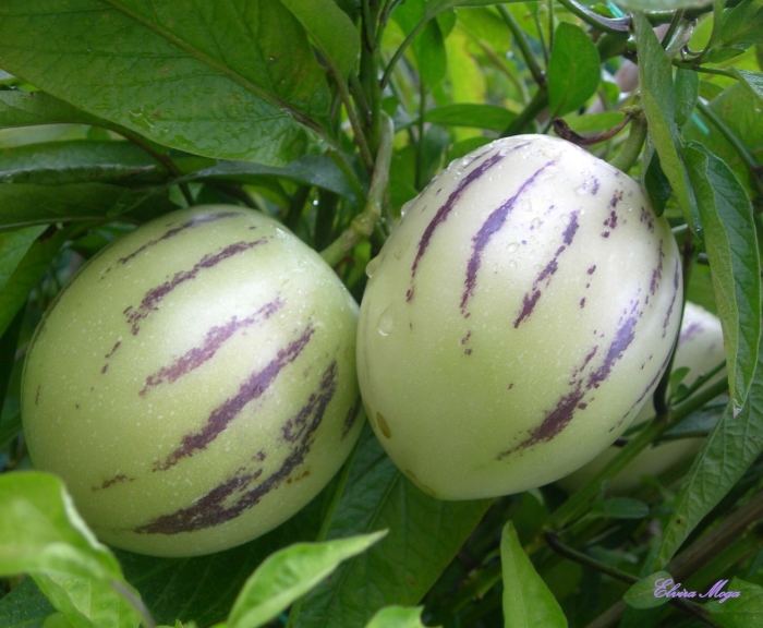 Пепино дынная груша