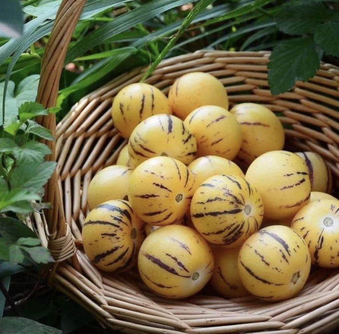 Пепино дынная груша