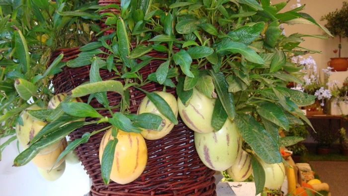 Пепино дынная груша