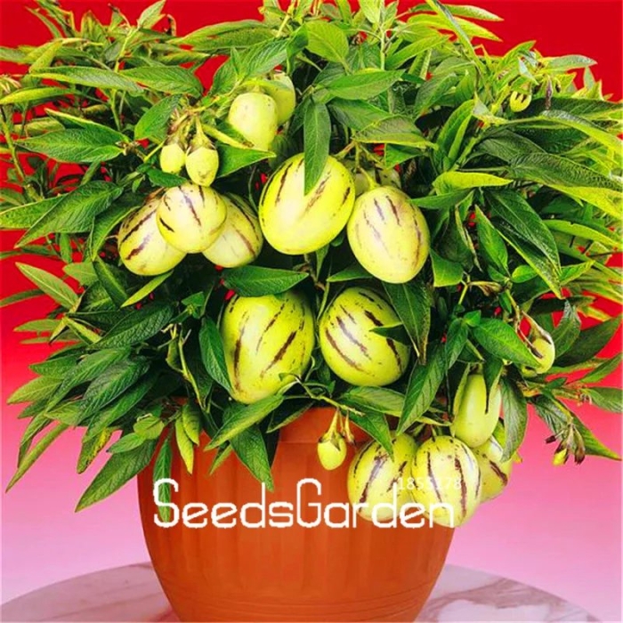 Пепино консуэло