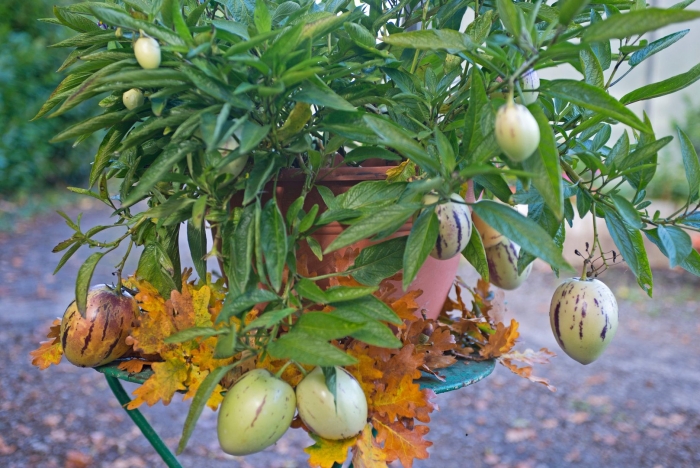 Пепино дынная груша