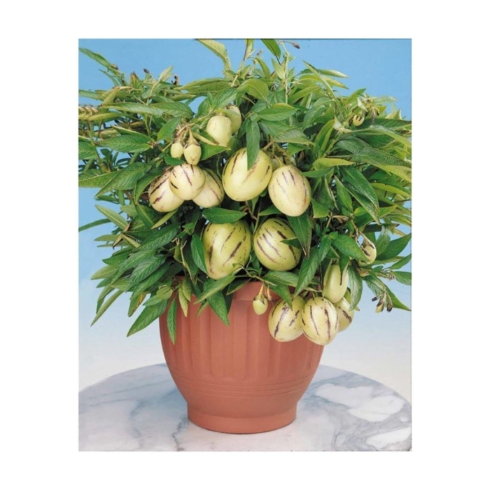 Пепино дынная груша