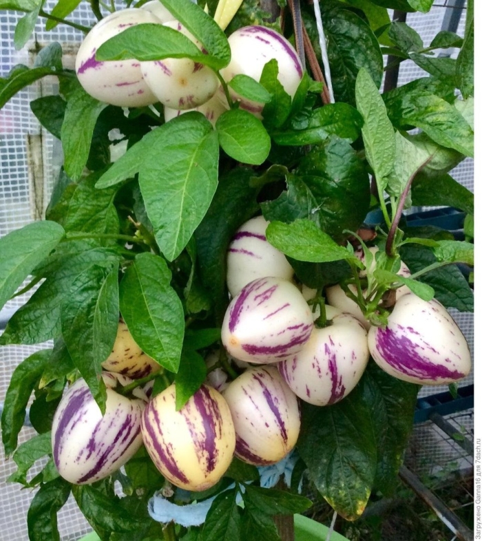 Пепино дынная груша