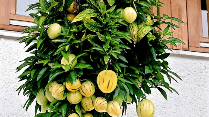 Дынная груша пепино консуэло