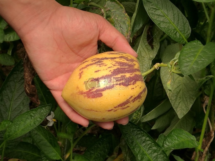 Дынная груша рамзес